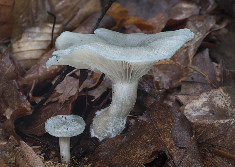 Clitocybe odora